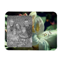 White Azalea Flower Frame Add Your Photo