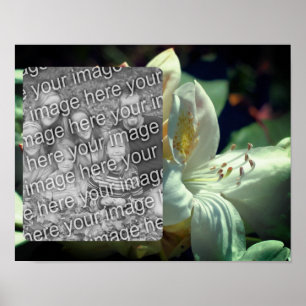 White Azalea Flower Frame Add Your Photo Poster
