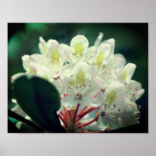 White Azalea Flower With Raindrops Poster