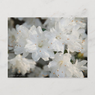 White Azaleas 2008 Postcard