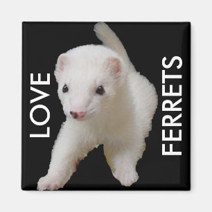 White Baby Ferret Magnet