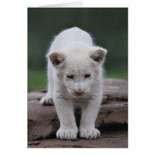 White baby lion cub