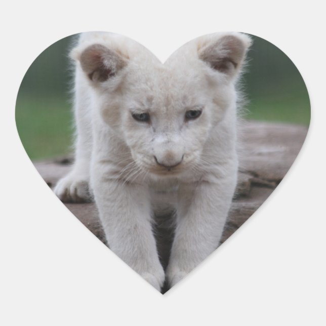 White baby lion cub heart sticker (Front)
