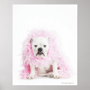 white background, white bulldog, pink feather poster