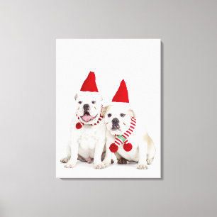 white background, white bulldogs, male dog, canvas print