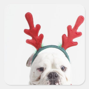 white background, white male bulldog, red square sticker