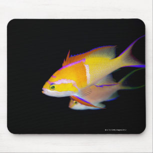 White Bar Anthias Mouse Pad