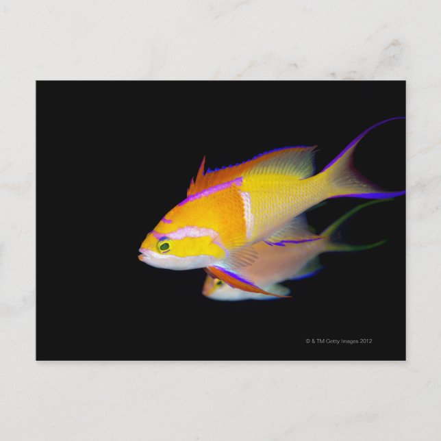 White Bar Anthias Postcard (Front)