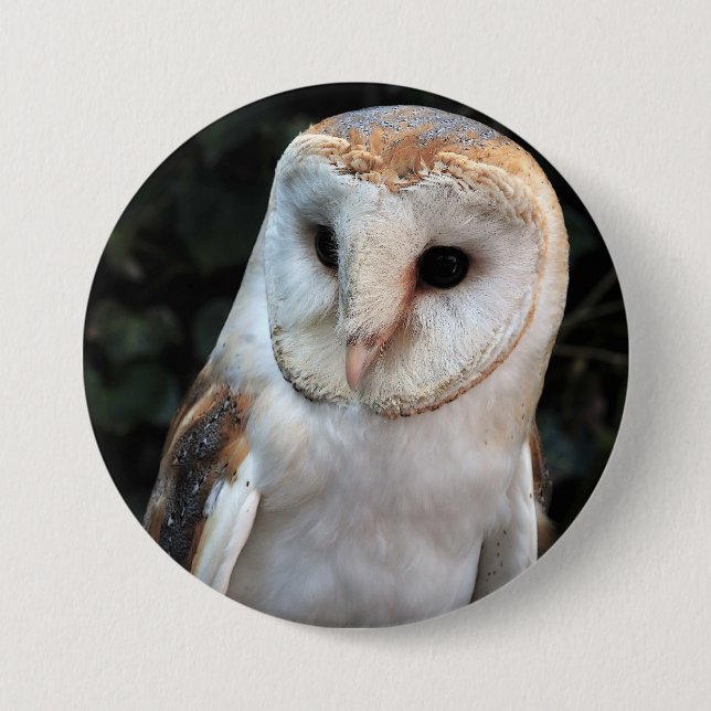 White Barn Owl 3 Inch Round Button (Front)