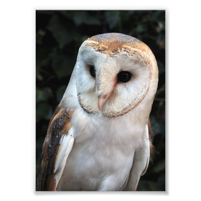 White Barn Owl Photo Print (Front)