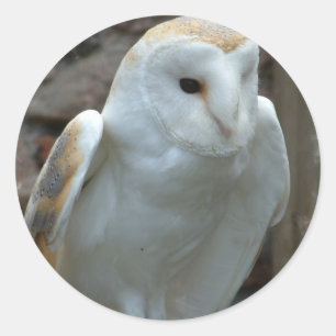 White Barn Owl Stickers