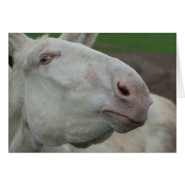White Baroque Donkey (Front Horizontal)