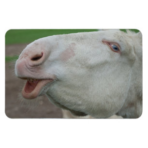 White Baroque Donkey Magnet