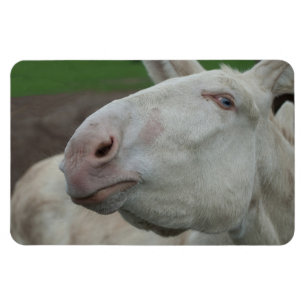White Baroque Donkey Magnet