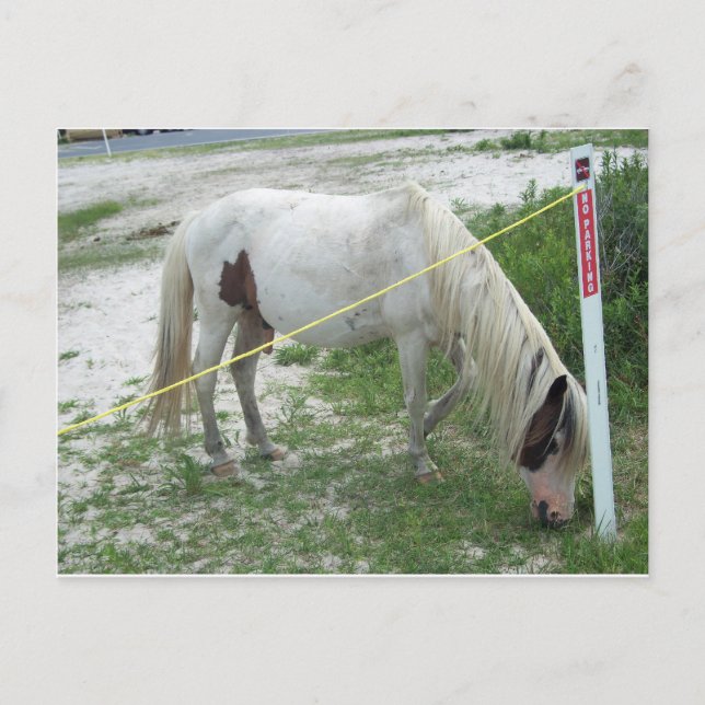 White Beach Pony Postcard (Front)