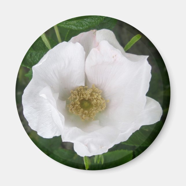 White Beach Rose Magnet (Devant)