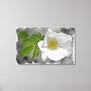 White Beach Rose Wildflower Canvas Print