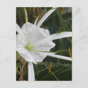 White Beach Spider Lily Lilies Flower Photo Postcard