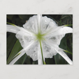 White Beach Spider Lily Lilies Flower Photo Postcard