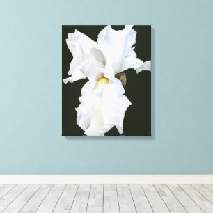 White Bearded Iris on Black Background Canvas Print
