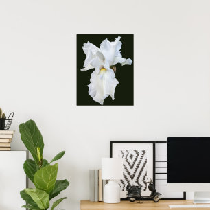 White Bearded Iris on Black Background Poster