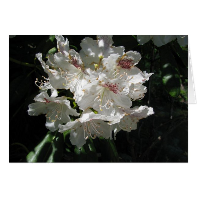 White beauty (Front Horizontal)