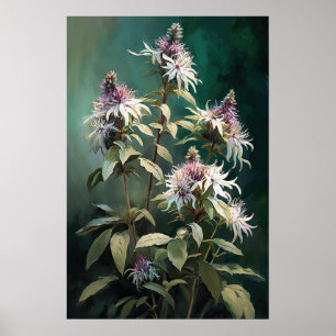 White Bee Balm Flower Art Print Poster
