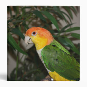 White Bellied Caique Parrot with Bamboo Tree Binder