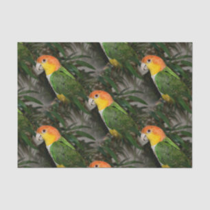 White Bellied Caique Parrot with Bamboo Tree Tissue Paper