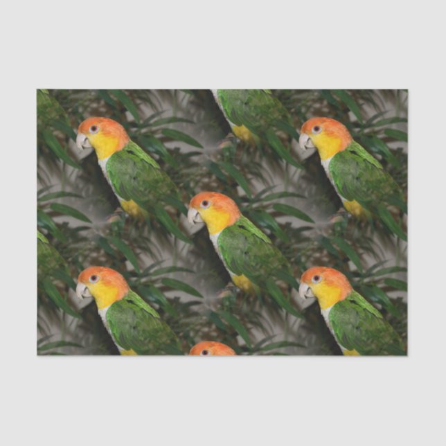 White Bellied Caique Parrot with Bamboo Tree Tissue Paper (Front)