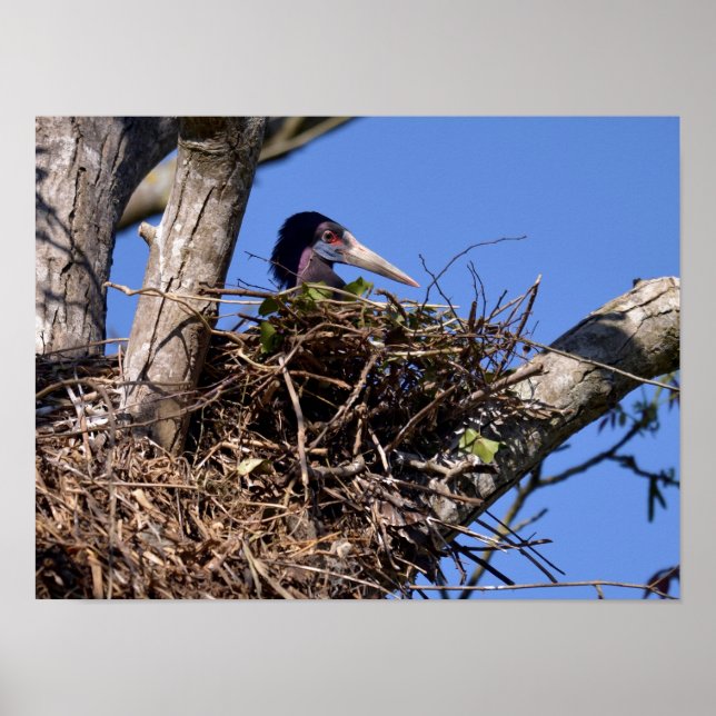 White-bellied Stork on its nest Postcard Metal Orn Poster (Front)