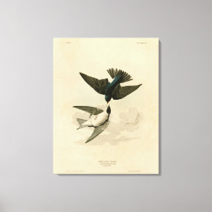 White-bellied (Tree) Swallow - Audubon's Birds Canvas Print