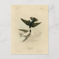 White-bellied (Tree) Swallow - Audubon's Birds
