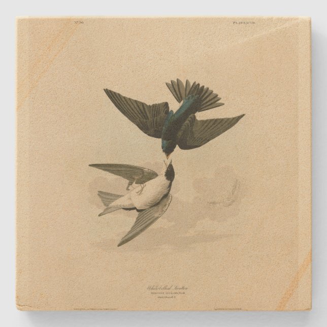 White-bellied (Tree) Swallow - Audubon's Birds Stone Coaster (Front)