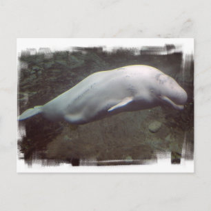 White Beluga Whale  Postcard