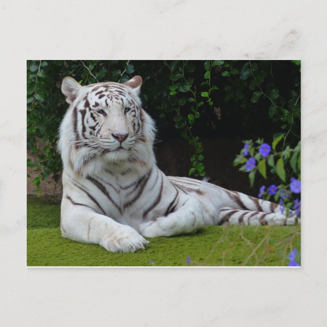 White Bengal Beautiful Tiger Cat Resting Postcard (Front)