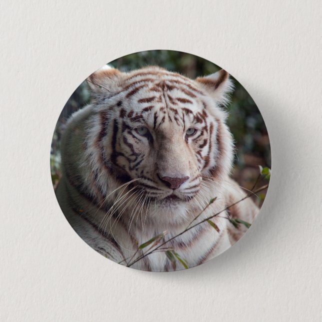 White Bengal Tiger 2 Inch Round Button (Front)