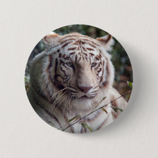 White Bengal Tiger 2 Inch Round Button