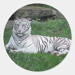 White Bengal Tiger Classic Round Sticker