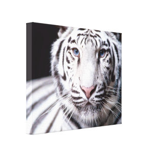 White Bengal Tiger Photography Canvas Print