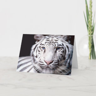 White Bengal Tiger Photography Card