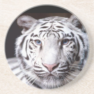 White Bengal Tiger Photography Coaster