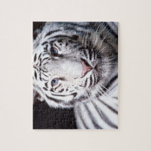 White Bengal Tiger Photography Jigsaw Puzzle