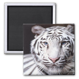 White Bengal Tiger Photography Magnet