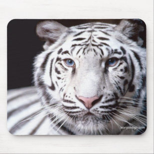 White Bengal Tiger Photography Mouse Pad