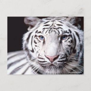 White Bengal Tiger Photography Postcard