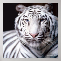 White Bengal Tiger Photography