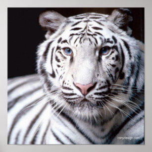 White Bengal Tiger Photography Poster