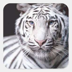 White Bengal Tiger Photography Square Sticker