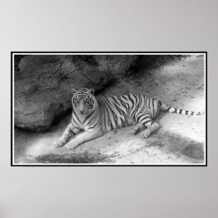 White Bengal Tiger Print in Black and White